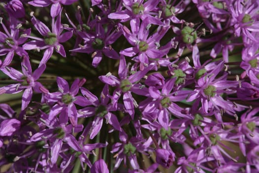 Star Ball Leek