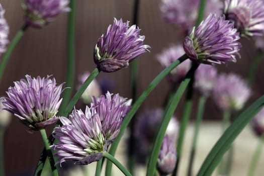Chives