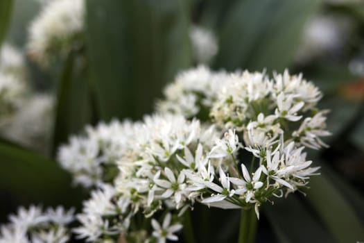 Ramsons
