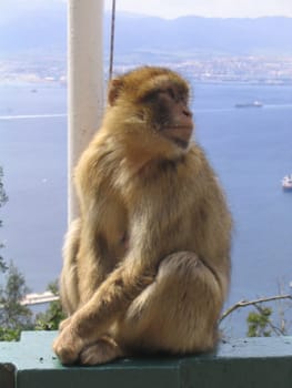 Monkey lady