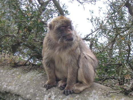 Monkey Man