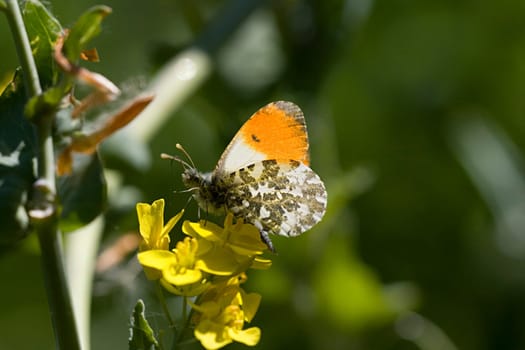 Orange tip