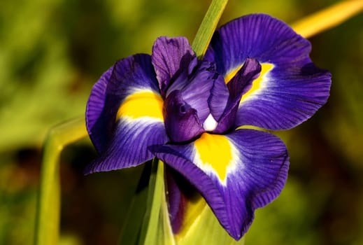 Color harmony