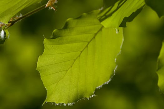 Beech foliage