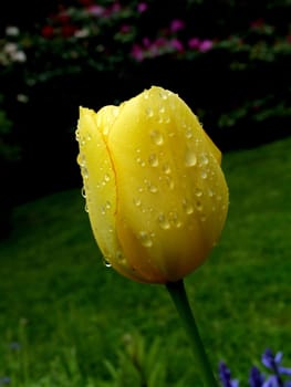 The Yellow