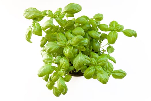 Basil