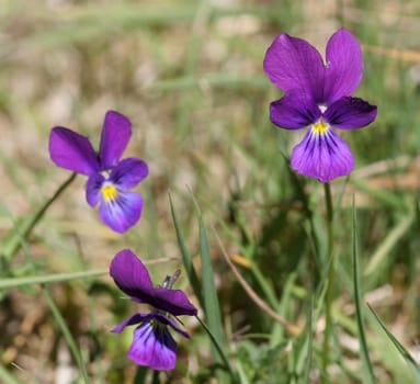 There are two calamine violets in the genus of violets (Viola): the yellow calamine violet (Viola calaminaria) and the purple calamine pansy (Viola guestphalica). ,wikipedia This variety of wildflowers are found worldwide only in the lead caves.