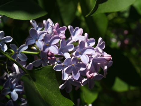 Lilac