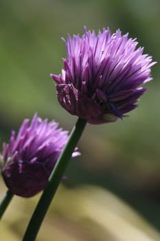 Chives