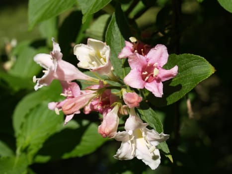 Blossoms