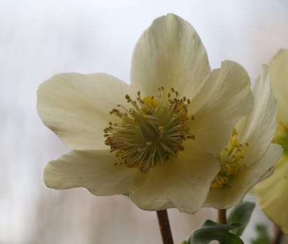 FLOWER MACRO