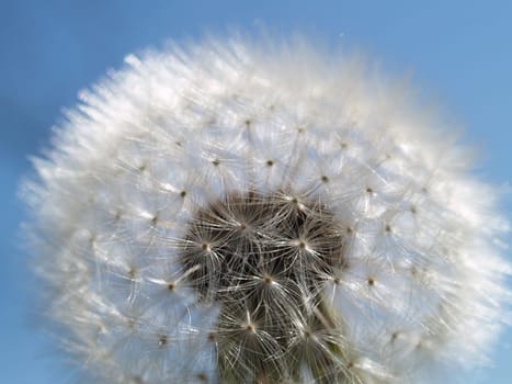 Dandelion