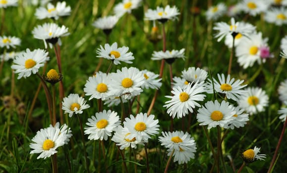 Just lie on the meadow and watch the flowers grow...... that's relaxation!:-)