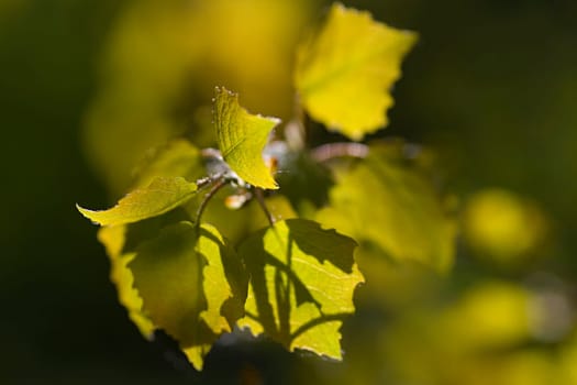 young leaves of a poplar tree