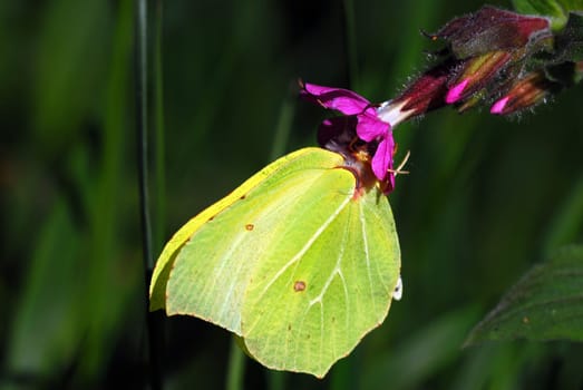 Brimstone