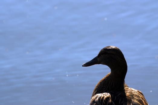 Duck in the backlight