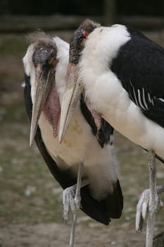 Marabus