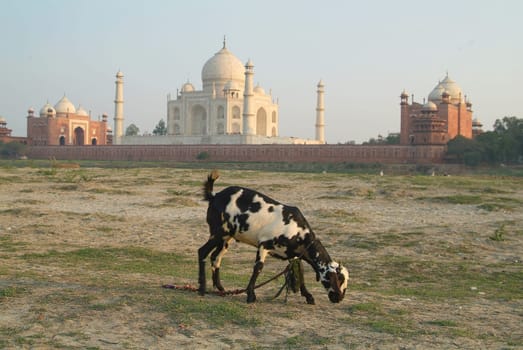 Taj Mahal