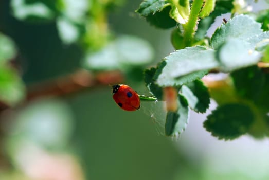 Ladybird