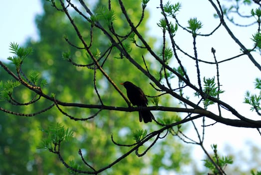 Blackbird