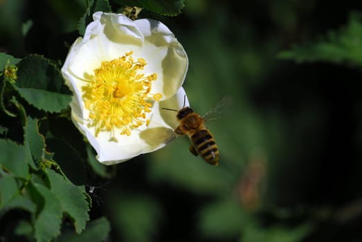 Flight of bees