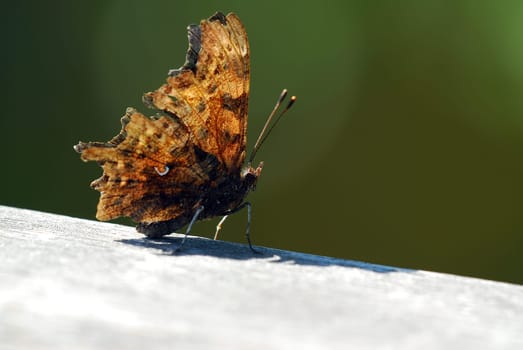 Comma