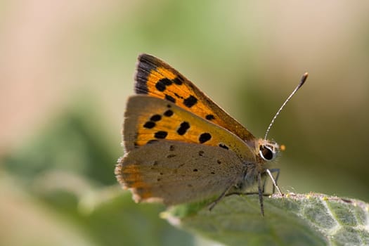 small fire butterfly with green background