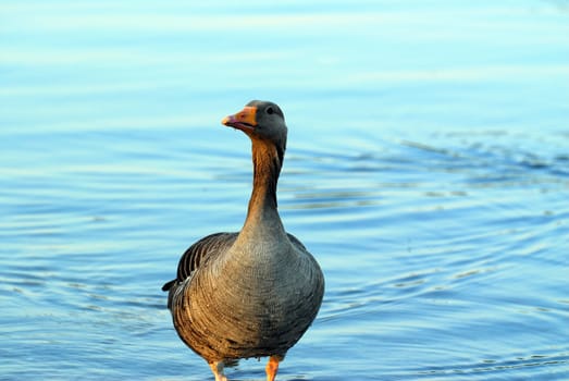 Goose