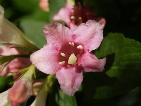 Styriaca weigelia