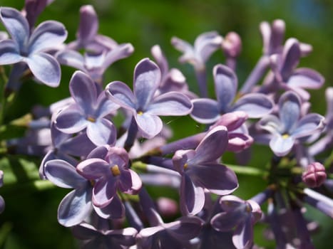 purple lilac