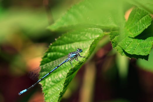 Adonis blue