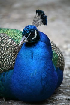 The magnificent bird here once in a resting position