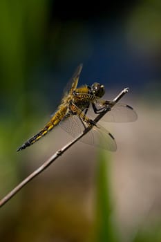 Four-spotted dragonfly