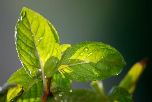 Fresh mint
