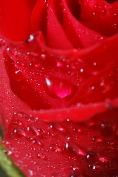 Rose blossom in the morning dew