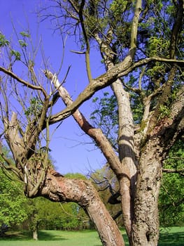 tree without christmas
