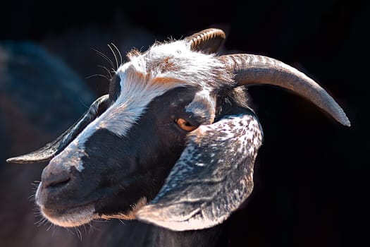 BlackWhite,that's what I called this goat,has been with me all the time since I had stupidly fed it with leftover dried bread - it was then very affectionate and almost impossible to shake off. The goats run more or less freely in Dahab