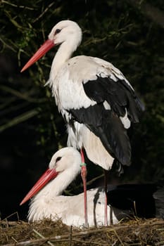 Pair of storks in their nest