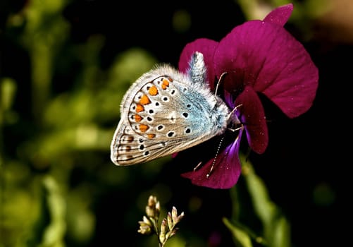 For nectar,I do a handstand