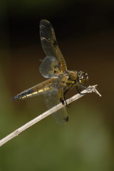 The four-spotted dragonfly is one of the large dragonflies or hang-gliding flies and reaches a length of four to five centimeters. It is easily recognizable by the four dark spots on each pair of wings. The basic color of the body is brown to black. Both