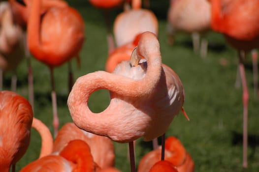 Cleaning day with the flamingos