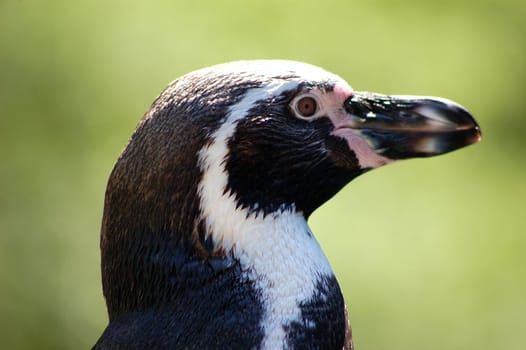 Humboldt Penguin