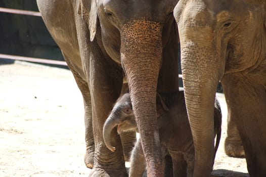 Protecting baby elephants