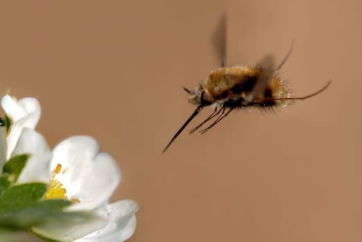 A woolly floater approaching a strawberry blossom. Partially exempted the insect because of the restless background.