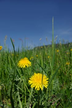 Dandelion