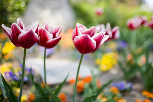 Red tulips with white border
