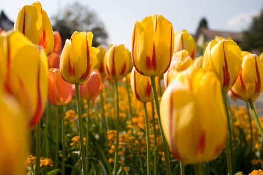 In the middle of tulips
