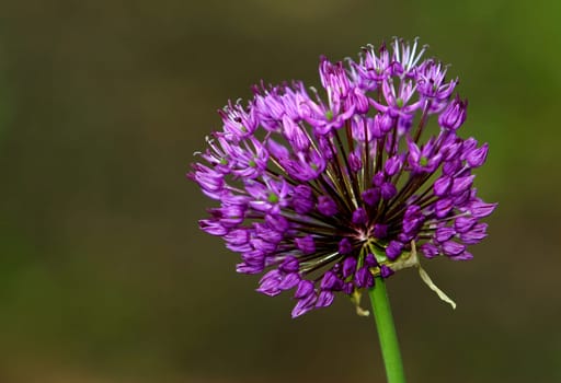 Ornamental leeks
