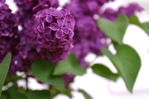 Lilac scent in the house