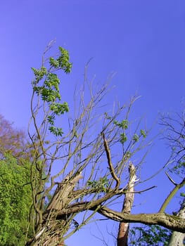 tree without christmas